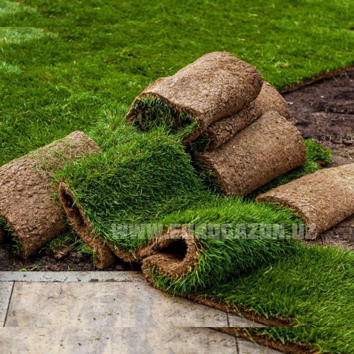 Газон рулонный газон посевной