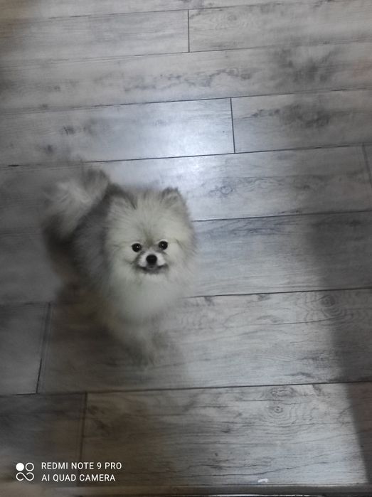 Девочка Помераночка