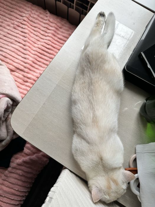 Экзотическая кошка продам