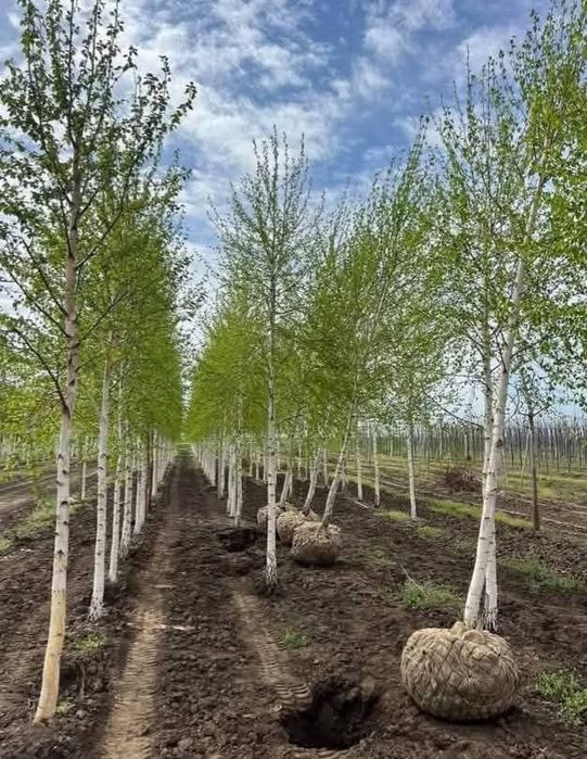 Copaci decorativi mesteacăn Tei platani