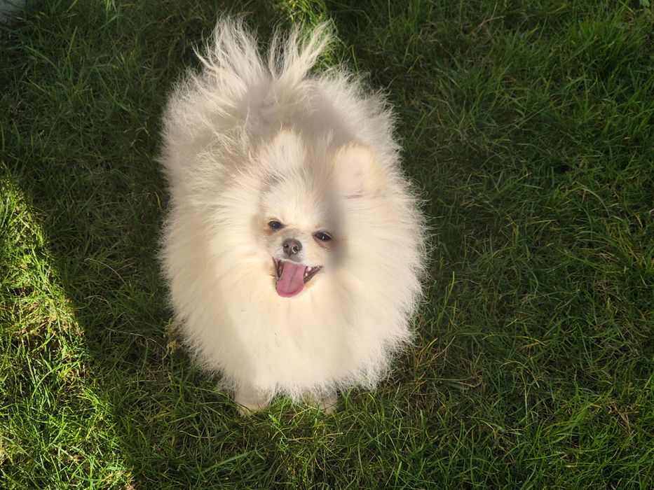 Три  момчета померани