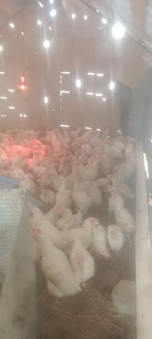 Туык тауык тауык