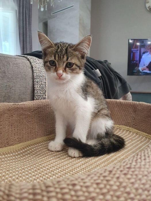 Котенок ищет дом
