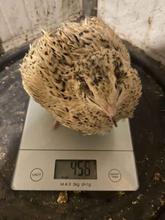 Disponibil oua proaspete de prepelite pentru consum si incubat