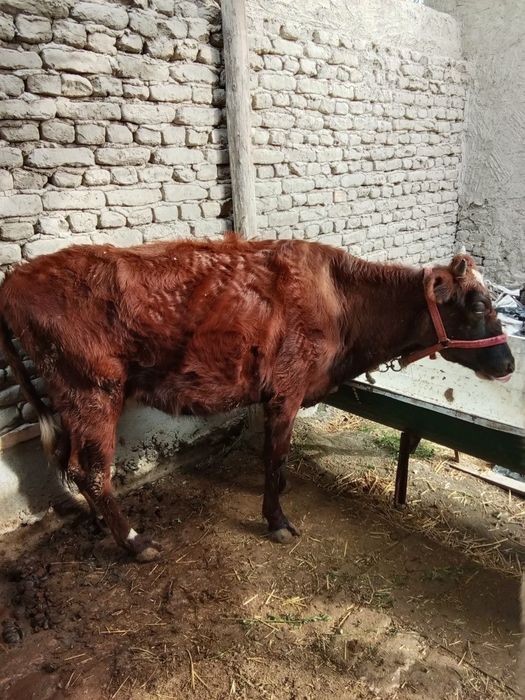 Hammasi gʻunojin. Iktasi bugoʻz