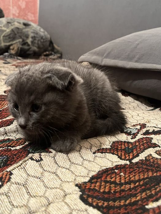 Отдам котят в добрые руки