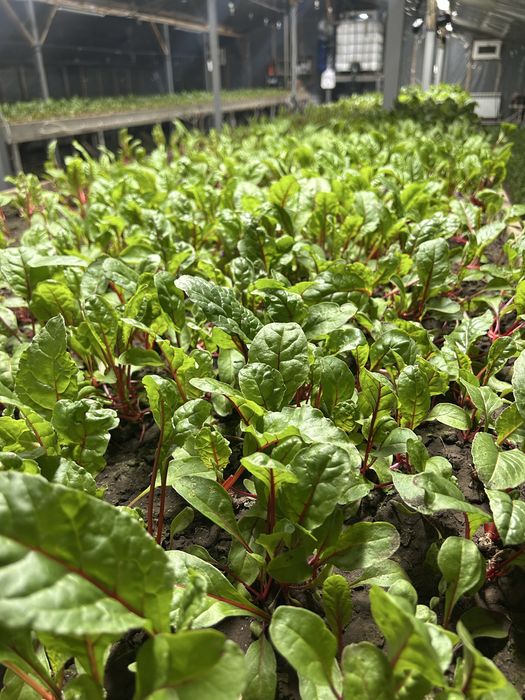 Продам мангольд, свежий