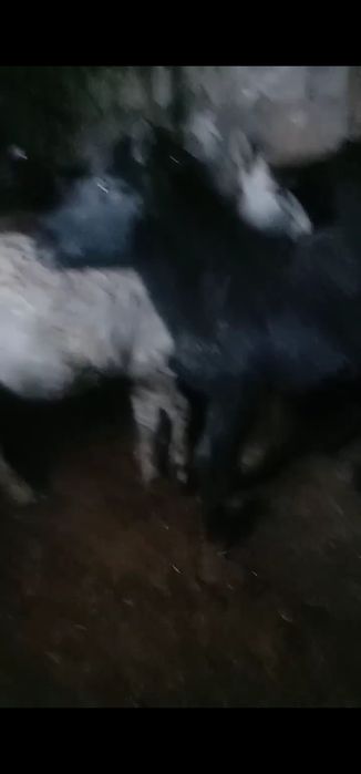 Жеті бас жабағы сатылады!