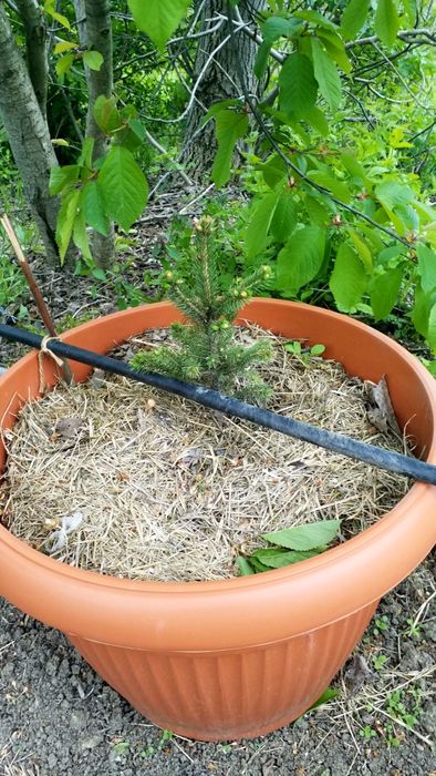 Brad Argintiu la vas de 5 litri