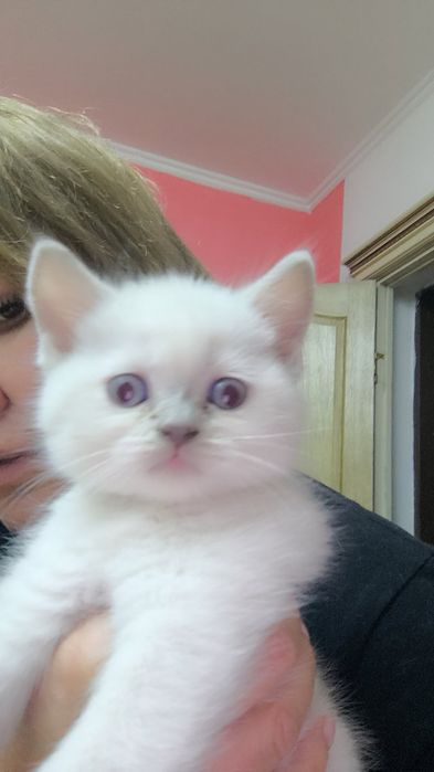 Продам котят британской породы