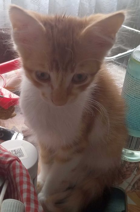 Котарак,роден през май