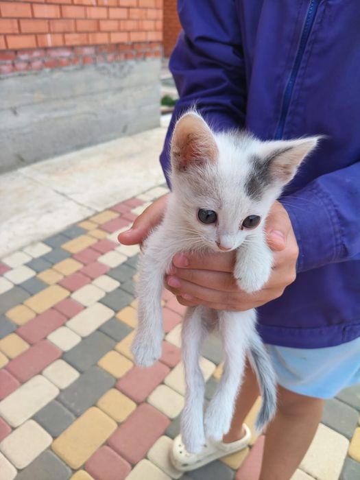 Отдам в добрые руки котенка ( мальчик ))