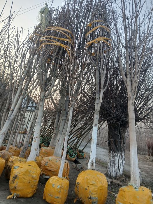 100% ishonchli Kashtan kochat va darxatlar bor