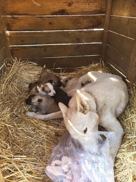 Щенки лайки помесь.