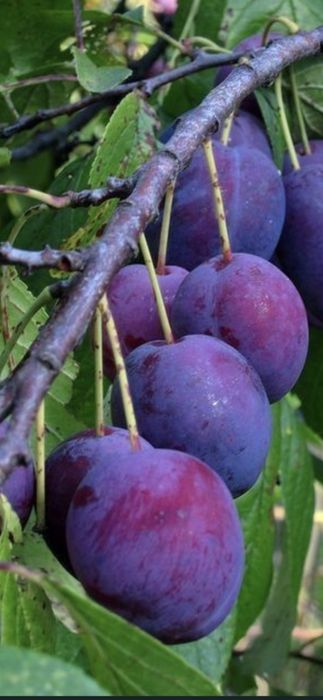 Livram RO Nuci Chandler Fernet Ciresi intensivi pe Gisella Visin Prun Meri Peri Cais Piersic  Alun Migdal  Mosmon Paulownia Aronia Coacaz  Nectarin