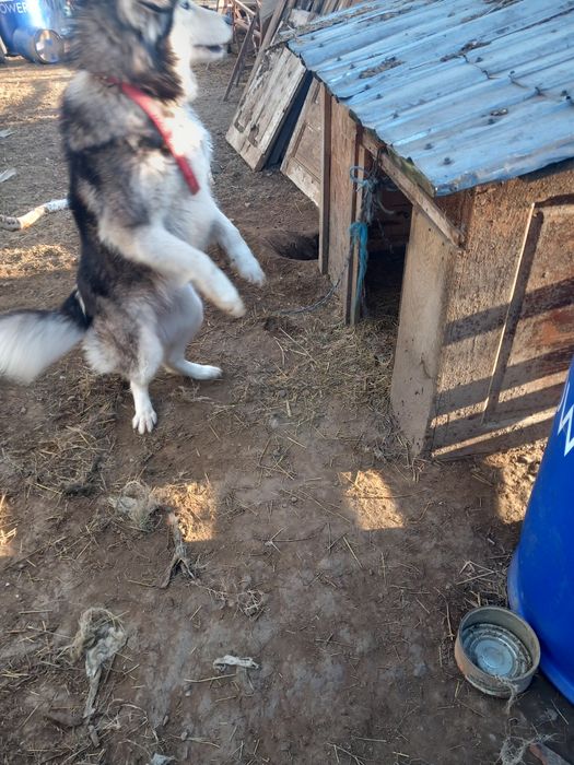 Donez  unei familii iubitoare  o cățelusa  husky