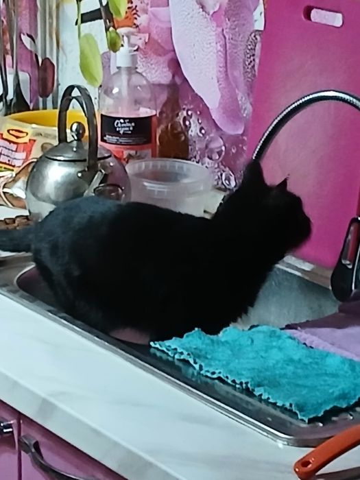 Отдам в хорошие руки