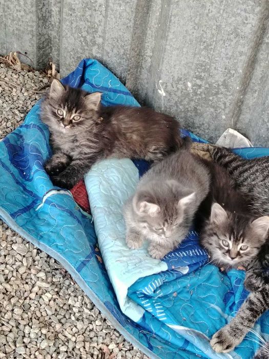 Отдам котят в хорошие руки