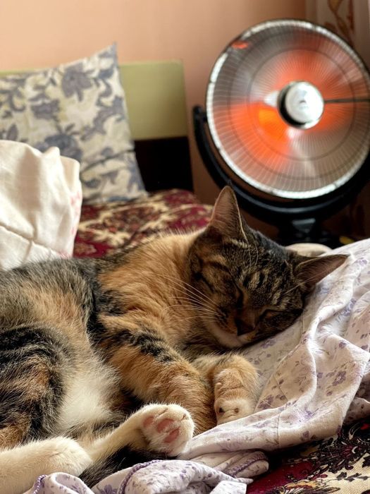 Отдам кошочек бесплатно