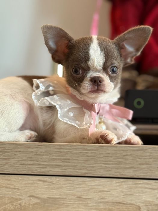 Кученца чихуахуа