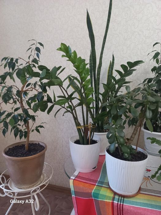 Продам цветы комнатные