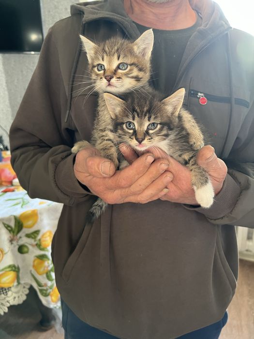 Котята в добрые руки !