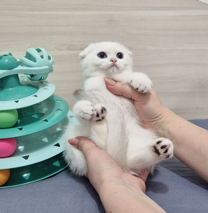 Котята серебристые шиншиллы