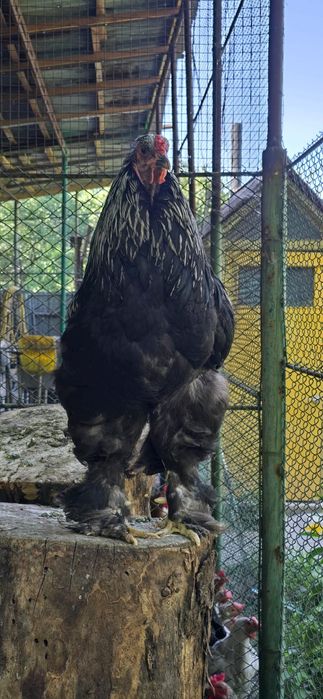 Брама қораз сатылады 8айлық