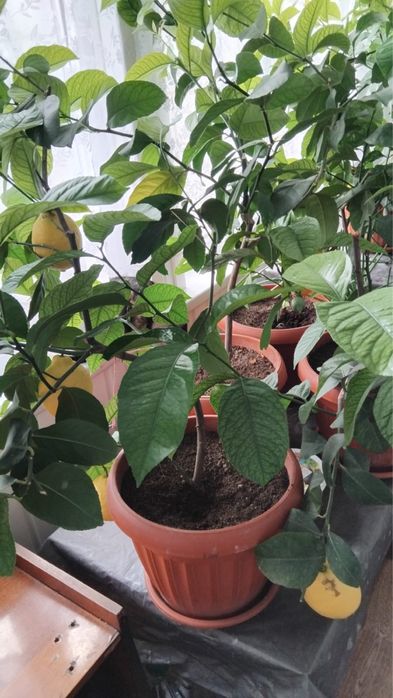 Комнатный лимон Павловский сорт