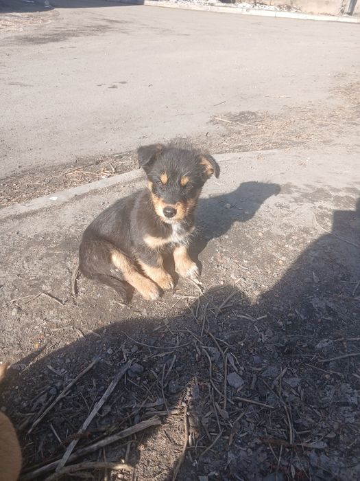 Красотка ищет дом