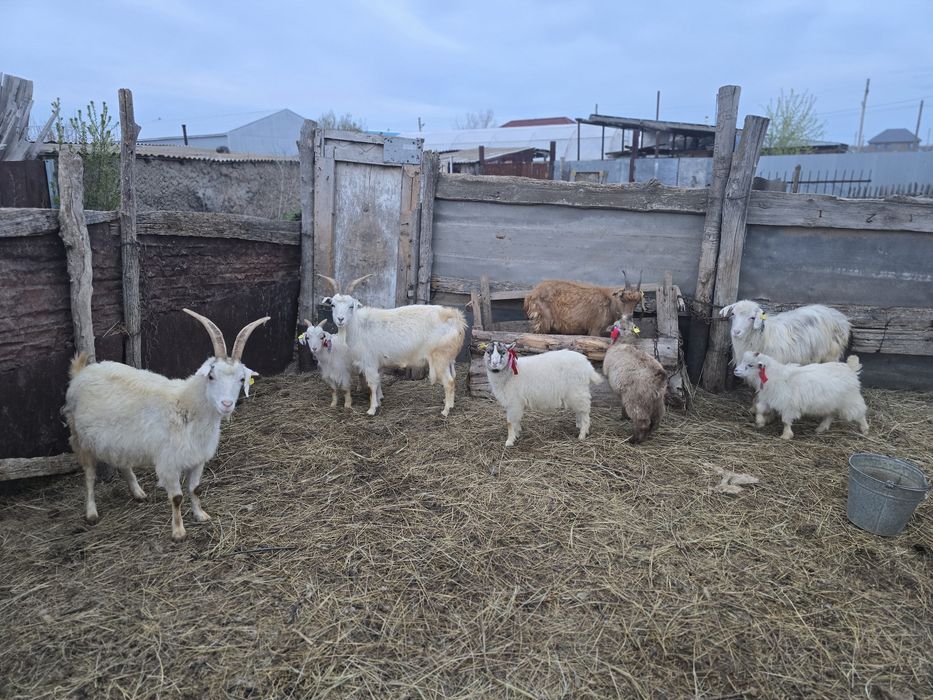 Продам коз или обмен на баран