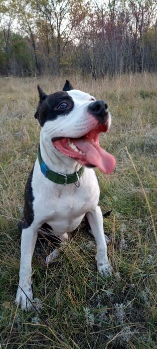 Американский питбуль  вязка