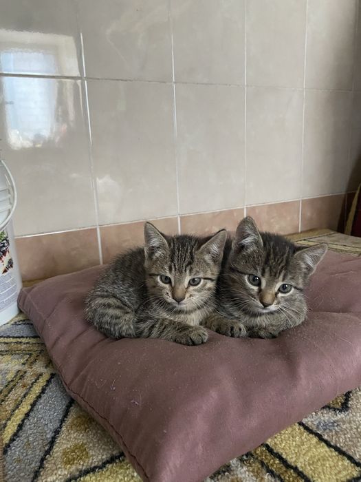 Отдам котят в добрые руки г.Актобе