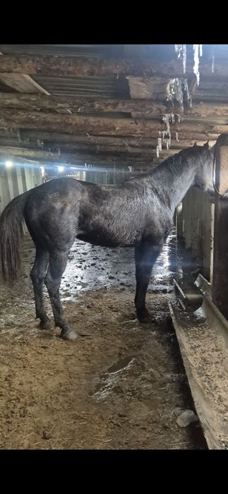 Айгыр Жкребецы ..