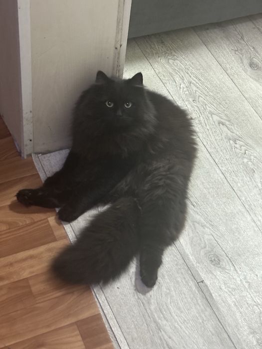 Пропал любимый кот