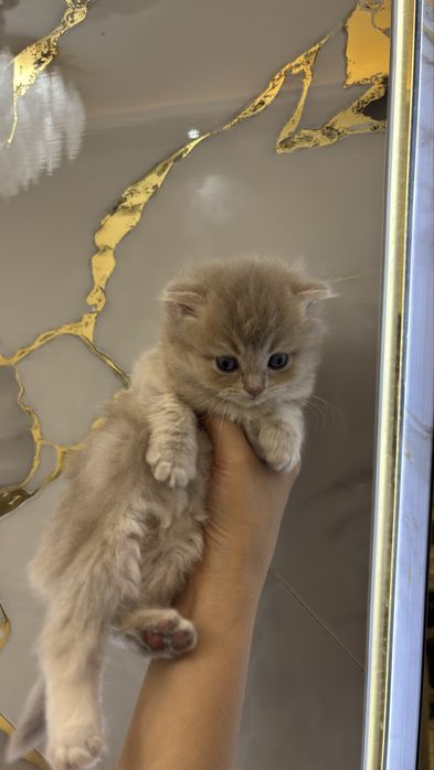 Mushuk Scottish Fold