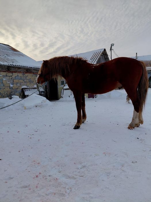 Жеребец на племя