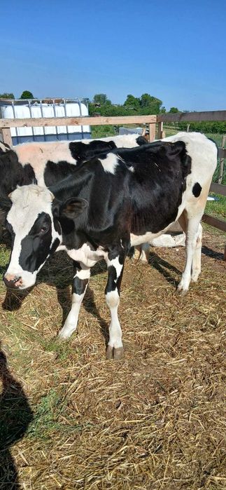 De vânzare 5 juninci holstein cu vârsta de 1 an și 3 luni