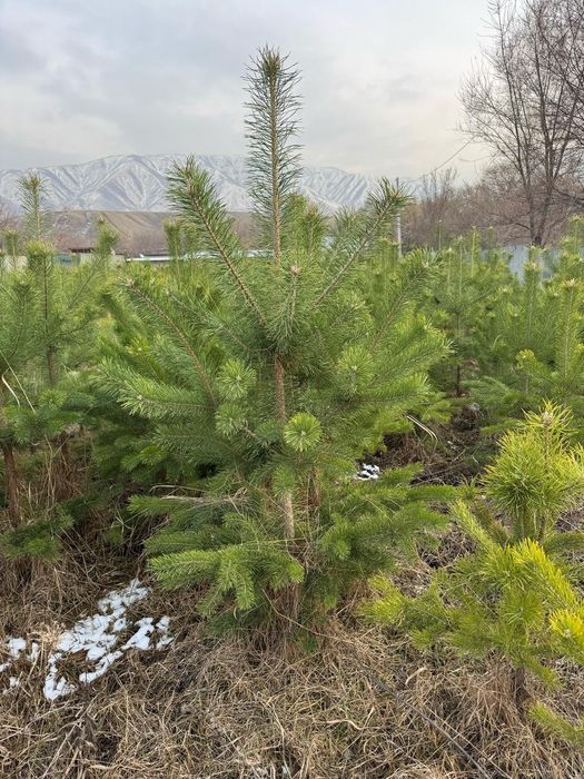 Посадка продажа хвойных деревьев крупномеров ель сосна