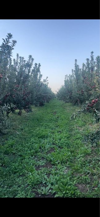 Продам яблоневый сад