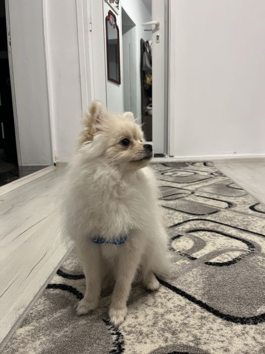 Продавасе куче померан