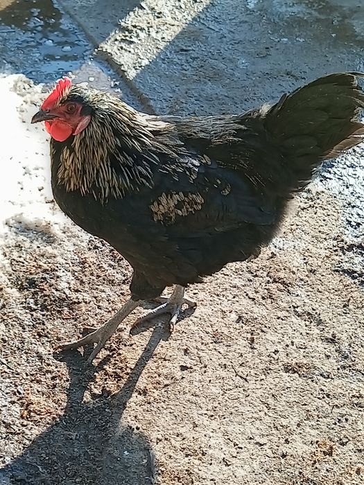 Продам молодова петушка