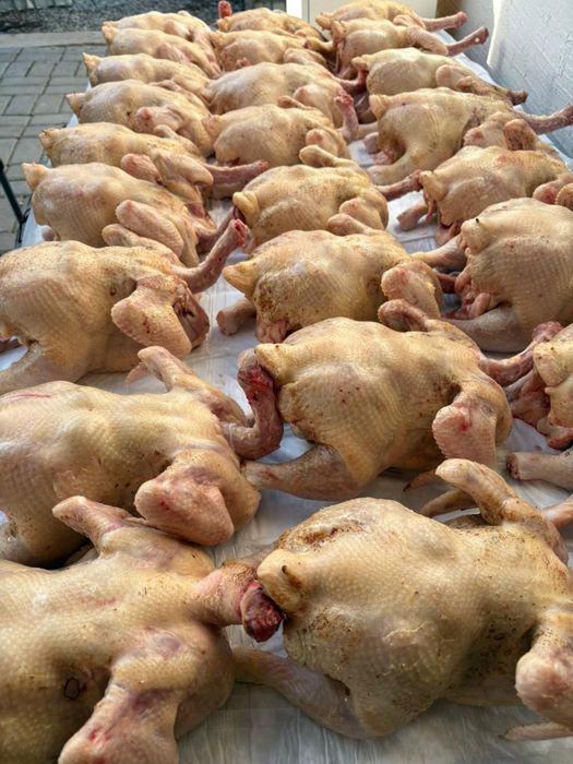 Курица бройлер домашняя