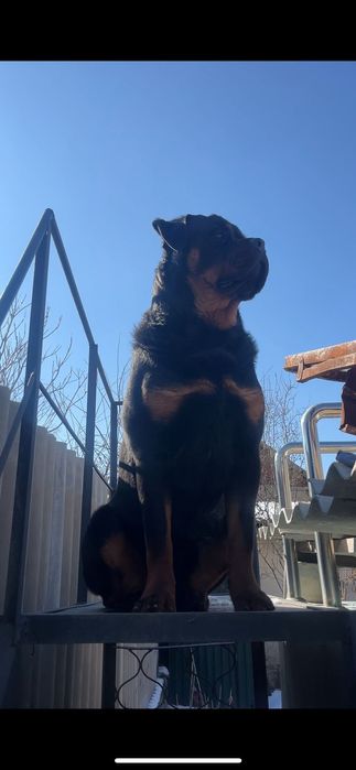 Ищу невесту, для вязки