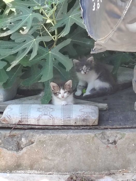 Котенца едно, и двумесечна, много симпатични