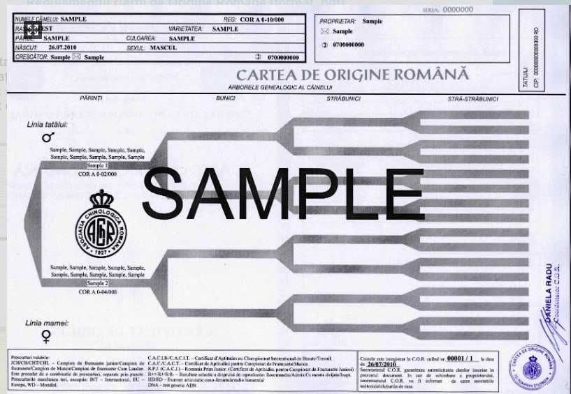 Labrador Retriever cu pedigree Tip A – canisă FCI Hidalgo’s Spirit