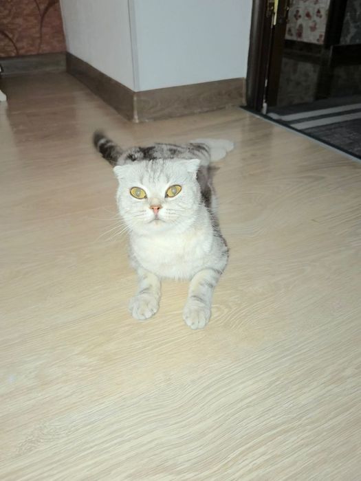 Шотландские вислоухие