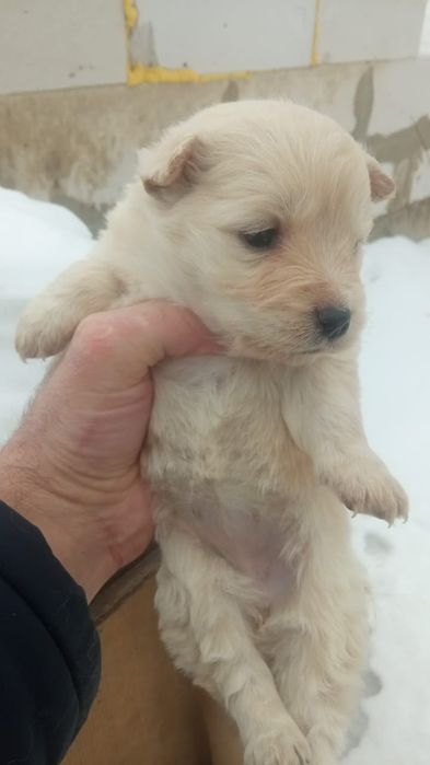 Собаки хорошие))