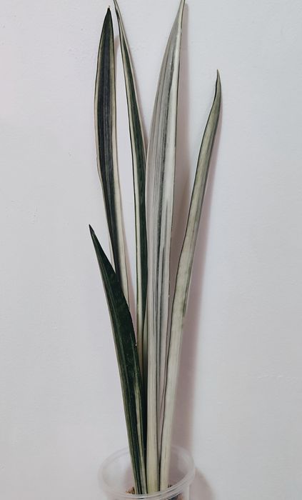 Сансивьерии разных сортов