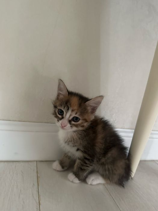 Котята девочки, в добрые руки